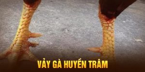 Vảy Gà Huyền Trâm - Phân Loại Và Cách Nhận Biết Chi Tiết