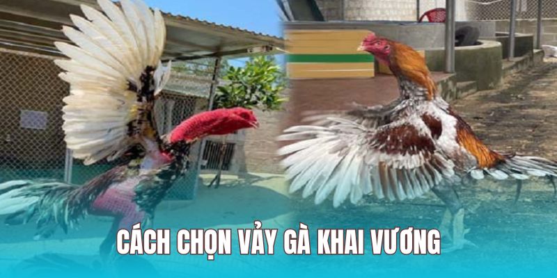 Chọn gà vảy khai vương theo yếu tố sức khỏe
