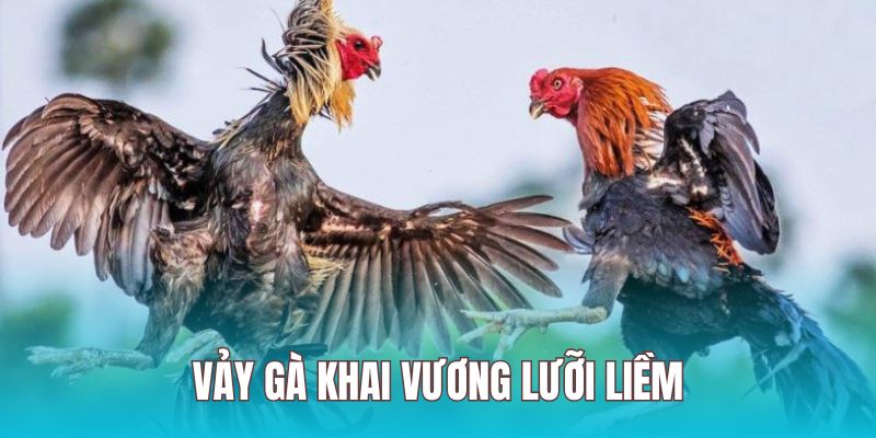 Chiến kê có vảy lưỡi liềm đưa ra đòn đánh chuẩn xác