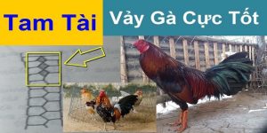 Vảy Gà Tam Tài - Cùng 8XBET Tìm Hiểu Chi Tiết Cho Sư Kê