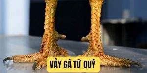 Vảy Gà Tứ Quý Dấu Hiệu Nhận Biết Một Thần Kê Dũng Mãnh