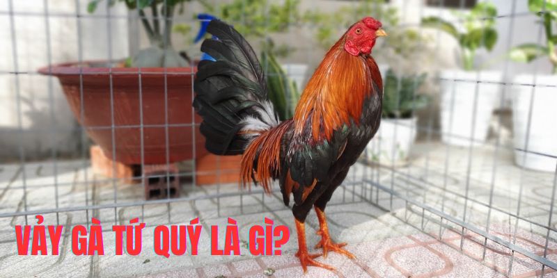 Giới thiệu tổng quan về vảy gà tứ quý được săn đón nhất hiện nay