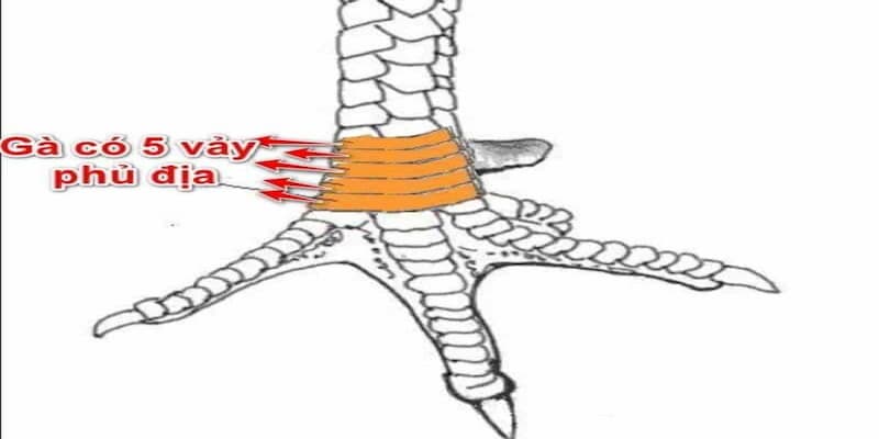 Vảy Tứ Quý Phủ Địa là một khái niệm quen thuộc trong giới đam mê đá gà