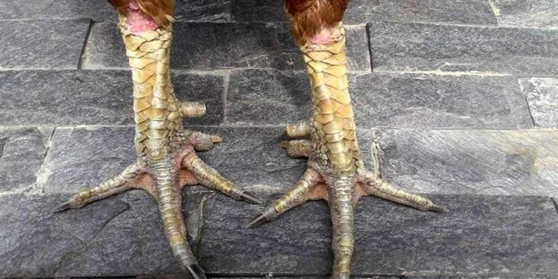 Những chú gà có chuỗi thắng liên tiếp sẽ là lựa chọn lý tưởng để đặt cược.