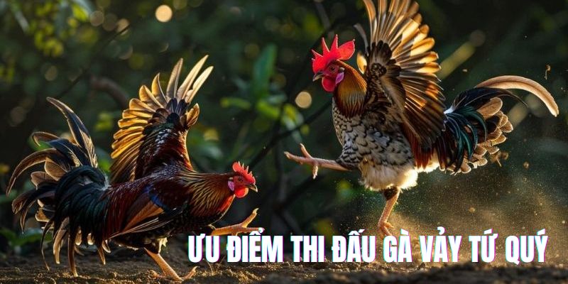 Ưu điểm gà vảy tứ quý trong khi thi đấu