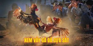 Xem Vảy Gà Đá Cựa Sắt - Nội Dung Quan Trọng Với Mọi Sư Kê