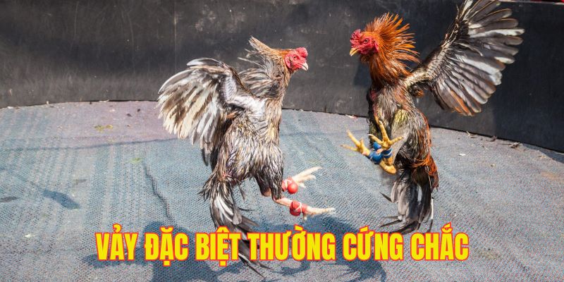 Những vảy đặc biệt thường cứng và chắc hơn