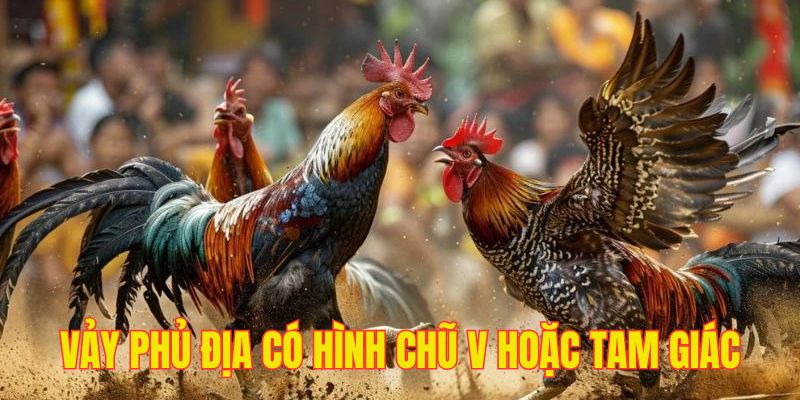 Đặc điểm vảy phủ địa mà một hình chữ V hoặc tam giác