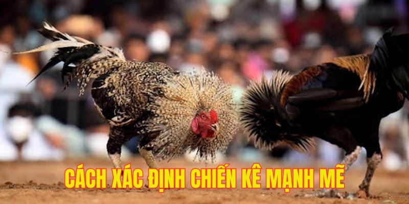 Dấu hiệu để nhận biết đâu là một thần kê đích thực